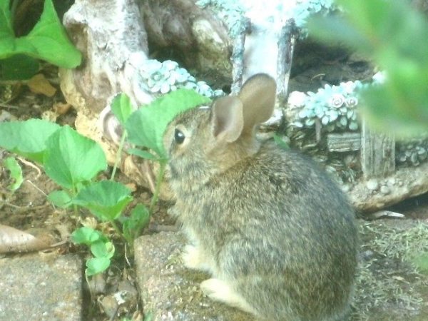rabbits and painting, a moment of&nbsp;calm…