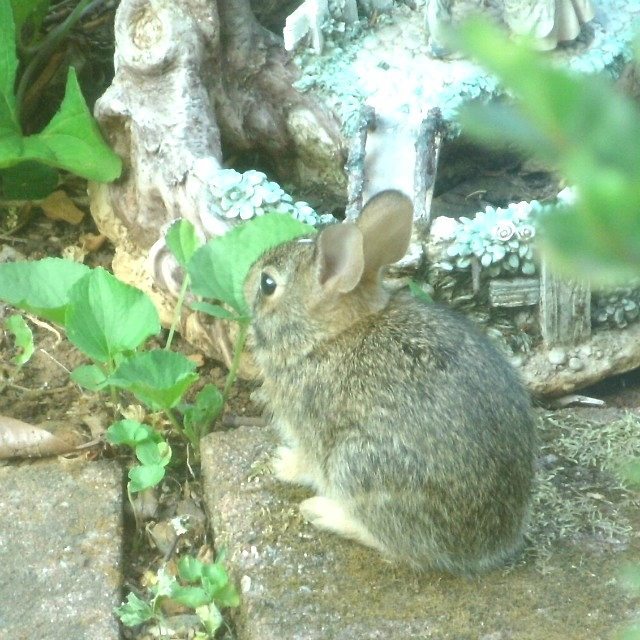 rabbits and painting, a moment of&nbsp;calm…